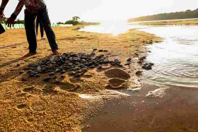 Vale do Guapor&eacute;: projeto apoiado pela Energisa prev&ecirc; a soltura de mais de 2 milh&otilde;es de filhotes de quel&ocirc;nios em Rond&ocirc;nia