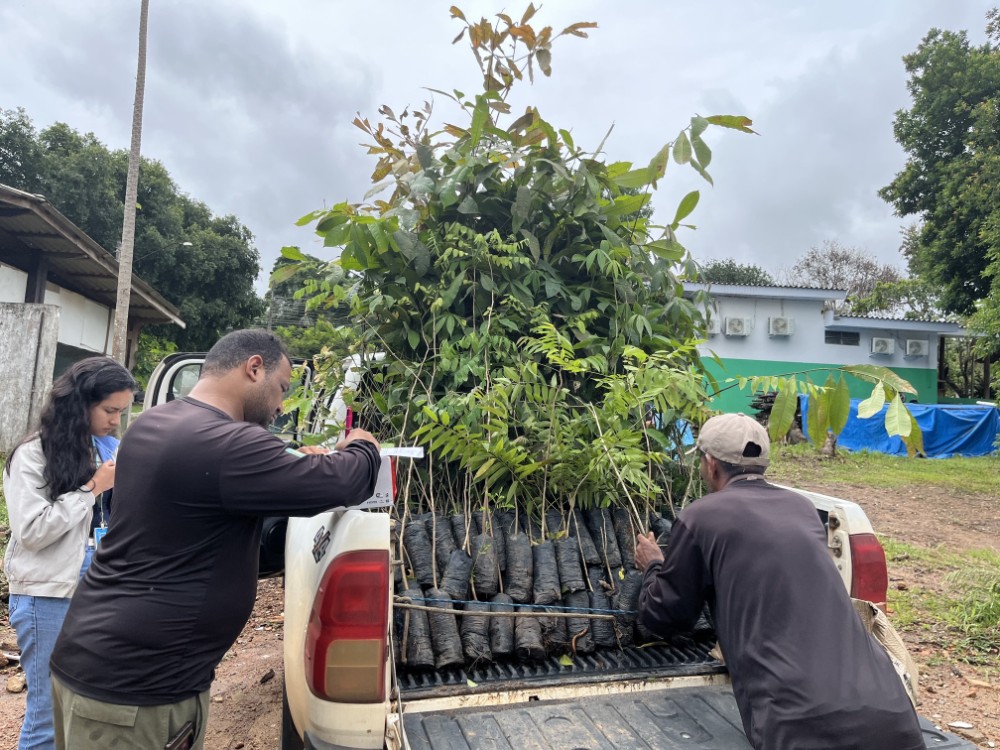 Energisa faz doa&ccedil;&atilde;o de mudas de castanheiras e outras esp&eacute;cies para Sedam
