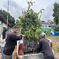 Energisa faz doa&ccedil;&atilde;o de mudas de castanheiras e outras esp&eacute;cies para Sedam

