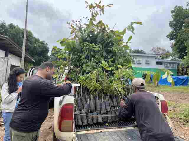 Energisa faz doa&ccedil;&atilde;o de mudas de castanheiras e outras esp&eacute;cies para Sedam
