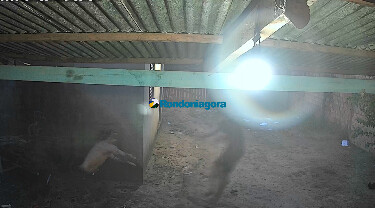 Irm&atilde;o tenta matar o outro com golpes de enxada em Porto Velho