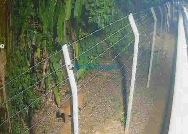 On&ccedil;a &eacute; flagrada por c&acirc;meras perto do Parque Circuito e gera alerta