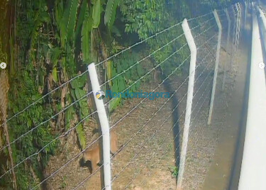 On&ccedil;a &eacute; flagrada por c&acirc;meras perto do Parque Circuito e gera alerta
