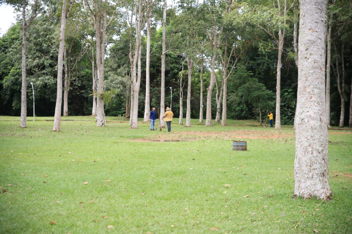Porto Velho cria novas regras para poda, retirada e transplante de &aacute;rvores