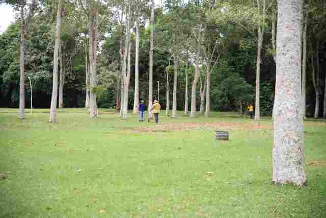 Porto Velho cria novas regras para poda, retirada e transplante de &aacute;rvores