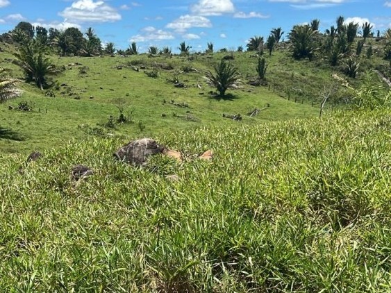 Ossada humana &eacute; encontrada em pasto e pode ser de idoso desaparecido na zona rural