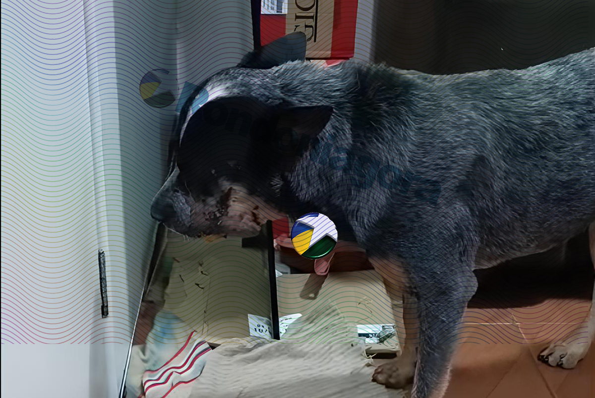 Homem que mutilou cachorro com ro&ccedil;adeira &eacute; preso preventivamente ap&oacute;s r&aacute;pida a&ccedil;&atilde;o do MP