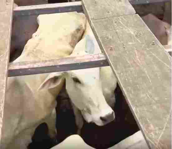 Pol&iacute;cia Civil recupera gado furtado em Buritis