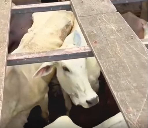 Pol&iacute;cia Civil recupera gado furtado em Buritis