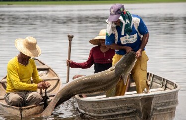 Pirarucu &eacute; classificado como invasor fora da &aacute;rea natural e Ibama libera pesca sem limite em regi&atilde;o do rio Madeira