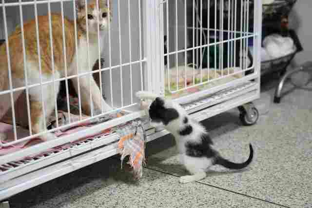 Den&uacute;ncias ajudam a combater maus-tratos e prote&ccedil;&atilde;o animal na capital