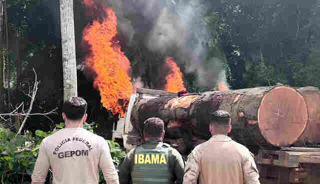 Opera&ccedil;&atilde;o da PF, Funai, Ibama e Ex&eacute;rcito encontra tr&ecirc;s caminh&otilde;es carregados com madeira ilegal em terra ind&iacute;gena em Rond&ocirc;nia