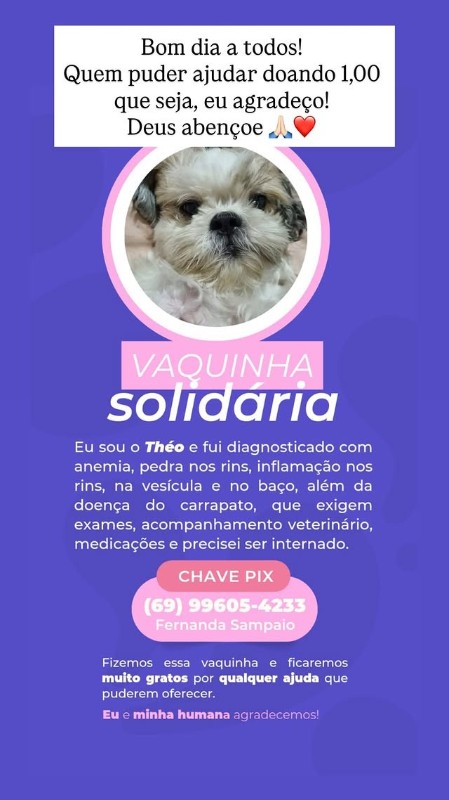 Doguinho diagnosticado com anemia e pedra nos rins mobiliza campanha solid&aacute;ria em Porto Velho