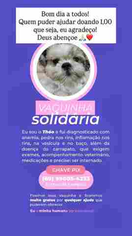 Doguinho diagnosticado com anemia e pedra nos rins mobiliza campanha solid&aacute;ria em Porto Velho