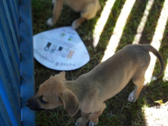 Prefeitura de Porto Velho anuncia chamamento para cadastro de protetoras de animais
