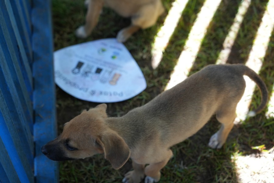 Prefeitura de Porto Velho anuncia chamamento para cadastro de protetoras de animais