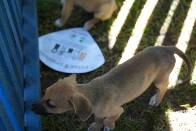 Prefeitura de Porto Velho anuncia chamamento para cadastro de protetoras de animais