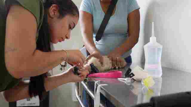Castra&ccedil;&atilde;o, ado&ccedil;&atilde;o respons&aacute;vel e cuidados veterin&aacute;rios fortalecem prote&ccedil;&atilde;o animal em Porto Velho
