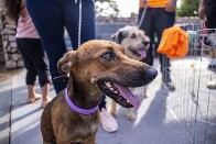 Prefeitura da Capital publica edital para cadastro e credenciamento de protetores de animais
