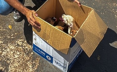 Filhotes abandonados em plena via p&uacute;blica s&atilde;o acolhidos pela prefeitura