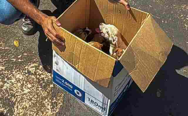 Filhotes abandonados em plena via p&uacute;blica s&atilde;o acolhidos pela prefeitura