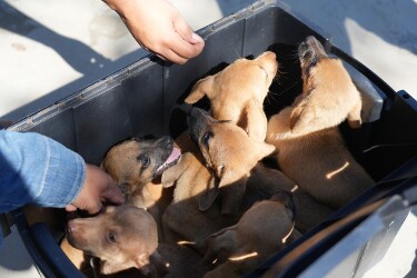 Feira de ado&ccedil;&atilde;o animal ser&aacute; realizada pela Prefeitura na Rua do Hexa em Porto Velho
