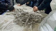 Homem &eacute; preso com quase 500 por&ccedil;&otilde;es de maconha na zona leste de Porto Velho
