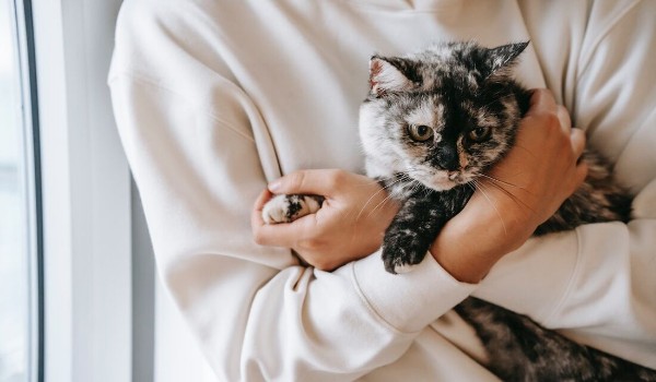Como as rotinas de alta performance e a organização digital salvam o semestre dos futuros veterinários