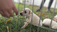 Porto Velho: Feira de ado&ccedil;&atilde;o de animais ser&aacute; realizada na Rua do Lazer no pr&oacute;ximo domingo