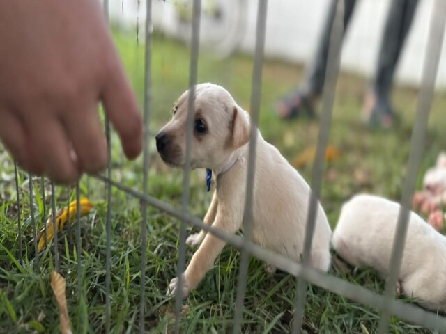 Porto Velho: Feira de adoção de animais será realizada na Rua do Lazer no próximo domingo