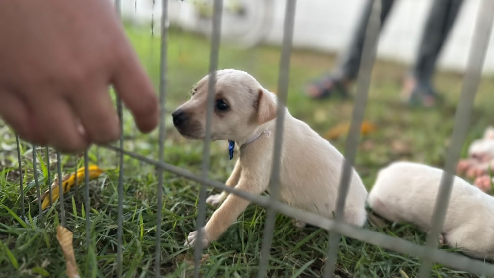 Porto Velho: Feira de ado&ccedil;&atilde;o de animais ser&aacute; realizada na Rua do Lazer no pr&oacute;ximo domingo
