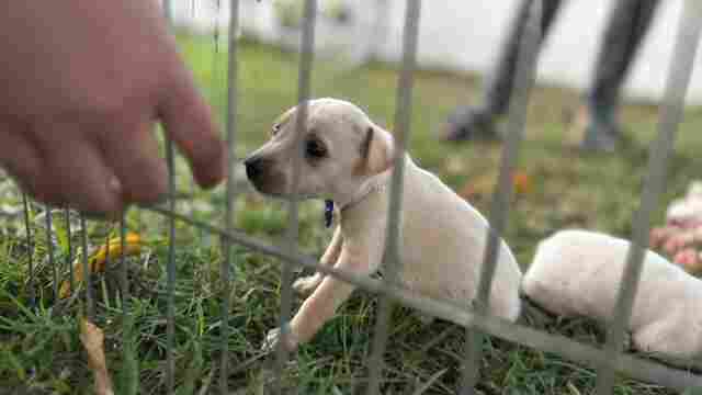 Porto Velho: Feira de ado&ccedil;&atilde;o de animais ser&aacute; realizada na Rua do Lazer no pr&oacute;ximo domingo