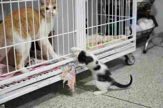 Do resgate &agrave; ado&ccedil;&atilde;o: como &eacute; o tratamento dos animais at&eacute; encontrarem um novo lar
