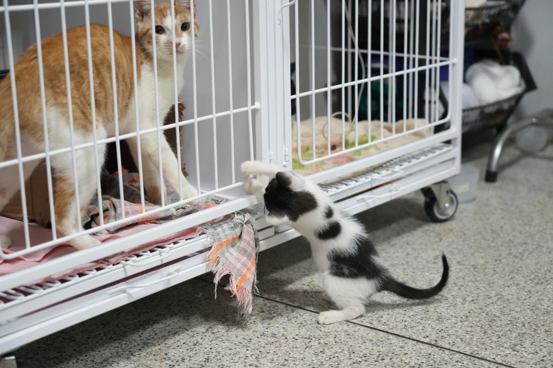 Do resgate à adoção: como é o tratamento dos animais até encontrarem um novo lar
