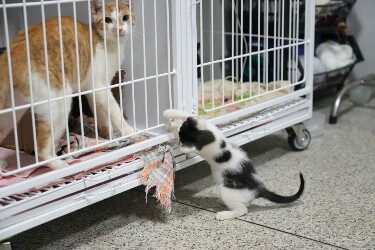 Do resgate &agrave; ado&ccedil;&atilde;o: como &eacute; o tratamento dos animais at&eacute; encontrarem um novo lar
