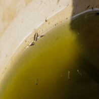 Porto Velho vai usar tecnologia de mosquitos que ajudam a combater a dengue