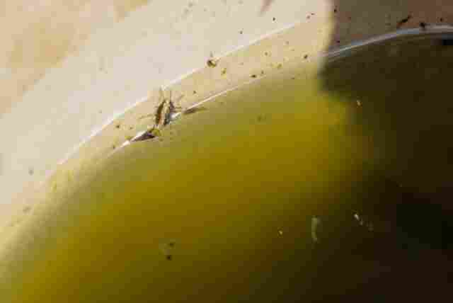 Porto Velho vai usar tecnologia de mosquitos que ajudam a combater a dengue