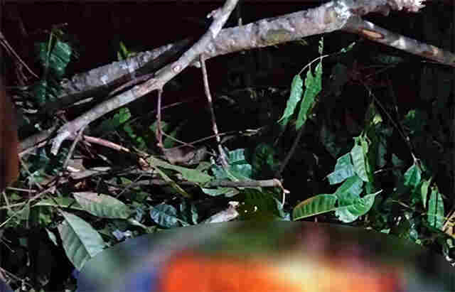 Trabalhador morre atingido por tronco durante corte de &aacute;rvores em Candeias do Jamari