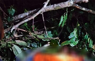 Trabalhador morre atingido por tronco durante corte de &aacute;rvores em Candeias do Jamari
