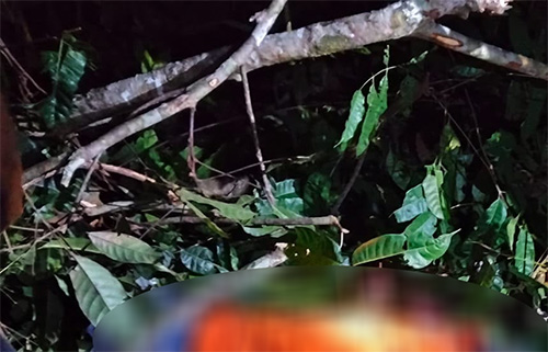 Trabalhador morre atingido por tronco durante corte de árvores em Candeias do Jamari