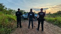 Opera&ccedil;&atilde;o mira fraude com gado entre Rond&ocirc;nia e Mato Grosso que supera R$ 30 milh&otilde;es