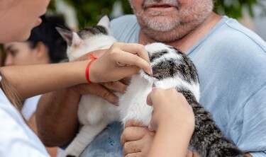 Dia D do "Setembro Caramelo" imuniza mais de 30 mil animais em Porto Velho
